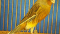 Cara memilih burung kenari calon juara