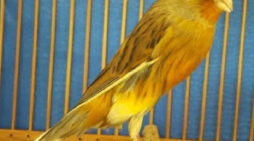 Cara memilih burung kenari calon juara