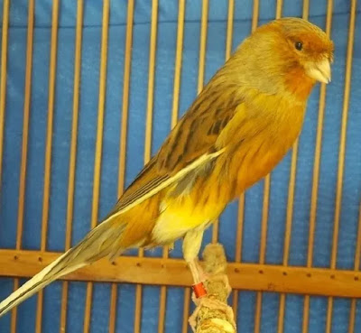 Cara memilih burung kenari calon juara